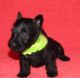 Scottish Terrier Puppies for sale in Fairhope, AL 36532, USA. price: $400