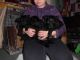 Scottish Terrier Puppies for sale in Carlsbad, CA, USA. price: NA