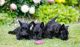 Scottish Terrier Puppies for sale in Miami, FL, USA. price: NA