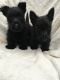 Scottish Terrier Puppies for sale in San Diego, CA, USA. price: NA