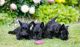 Scottish Terrier Puppies for sale in California St, San Francisco, CA, USA. price: NA