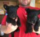 Scottish Terrier Puppies for sale in Racine, WI, USA. price: NA