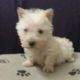 Scottish Terrier Puppies for sale in Ossian, IN 46777, USA. price: $600