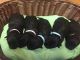 Scottish Terrier Puppies for sale in Kenly, NC 27542, USA. price: NA