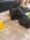 Scottish Terrier Puppies for sale in Merrick, NY, USA. price: $500