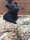 Scottish Terrier Puppies for sale in Paris, TX 75461, USA. price: NA