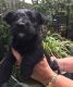 Scottish Terrier Puppies for sale in NJ-3, Clifton, NJ, USA. price: NA