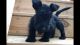 Scottish Terrier Puppies for sale in Fredericksburg, VA 22401, USA. price: NA