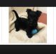Scottish Terrier Puppies for sale in Stroudsburg, PA 18360, USA. price: NA