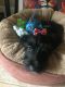 Scottish Terrier Puppies for sale in Carlisle, PA 17013, USA. price: NA