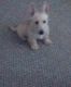 Scottish Terrier Puppies for sale in Rochester, NY, USA. price: NA