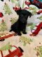 Scottish Terrier Puppies for sale in Lake Worth, TX, USA. price: NA