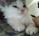 Selkirk Rex Cats for sale in Milwaukee, WI 53219, USA. price: NA