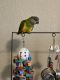 Senegal Parrot Birds for sale in Bonita Springs, FL 34135, USA. price: $1,800