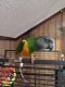 Senegal Parrot Birds for sale in Lane, SC 29564, USA. price: $1,300
