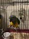 Senegal Parrot Birds for sale in Mt Pleasant, TX 75455, USA. price: $80,000