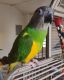 Senegal Parrot Birds for sale in Florida's Turnpike, Orlando, FL, USA. price: NA