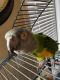 Senegal Parrot Birds for sale in Puyallup, WA, USA. price: $500