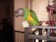 Senegal Parrot Birds for sale in Acworth, GA, USA. price: NA