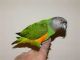 Senegal Parrot Birds for sale in Oceanside, CA, USA. price: NA