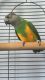 Senegal Parrot Birds for sale in Beaumont, TX, USA. price: NA