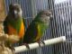 Senegal Parrot Birds