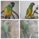 Senegal Parrot Birds for sale in Phoenix, AZ, USA. price: NA