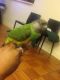 Senegal Parrot Birds for sale in Detroit, MI, USA. price: NA