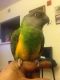 Senegal Parrot Birds for sale in Los Angeles, CA, USA. price: NA