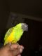 Senegal Parrot Birds for sale in Jersey City, NJ, USA. price: NA