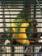 Senegal Parrot Birds for sale in Allentown, PA, USA. price: NA