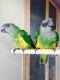 Senegal Parrot Birds for sale in Northview Ave, Anderson, SC 29625, USA. price: NA