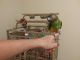 Senegal Parrot Birds for sale in Homestead, FL, USA. price: $650