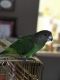 Senegal Parrot Birds for sale in Syracuse, NY, USA. price: NA