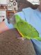 Senegal Parrot Birds for sale in Gainesville, FL, USA. price: NA