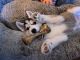 Seppala Siberian Sleddog Puppies for sale in Las Vegas, NV, USA. price: NA