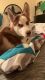 Seppala Siberian Sleddog Puppies for sale in Elizabethtown, KY, USA. price: $2,500