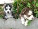 Serbian Hound Puppies