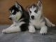 Serbian Mountain Hound Puppies