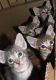 Serengeti Cats for sale in Carlsbad, CA, USA. price: NA
