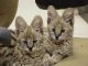 Serengeti Cats for sale in Anchorage, AK, USA. price: NA