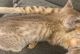 Serengeti Cats for sale in Fresno Ct, Markham, ON L3R, Canada. price: NA