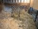 Serval Animals for sale in Clayton, OH, USA. price: $6,000