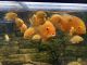 Severum Fishes for sale in St Paul, MN, USA. price: NA