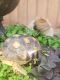 Seychelles giant tortoise Reptiles