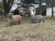 Sheep Animals for sale in Fremont, OH 43420, USA. price: $300