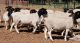 Sheep Animals for sale in Greenwood, CA 95635, USA. price: NA