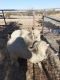 Sheep Animals for sale in Rosamond, CA, USA. price: $40,000