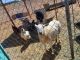 Sheep Animals for sale in Hesperia, CA 92345, USA. price: $200