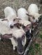 Sheep Animals for sale in Oregon, IL 61061, USA. price: $150